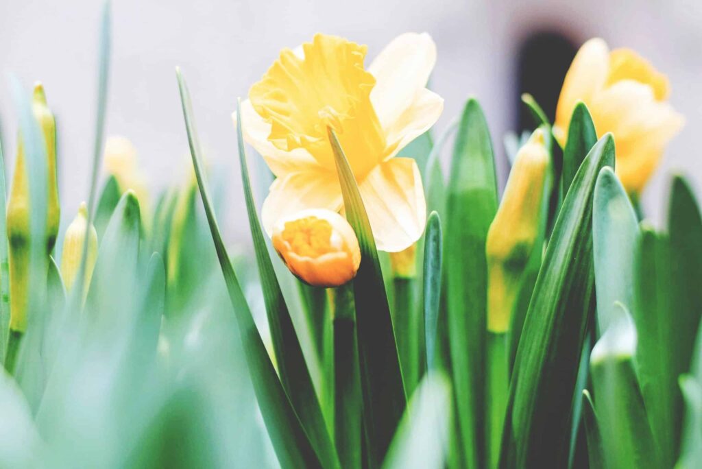 Easter in Italy: Traditions and Celebrations