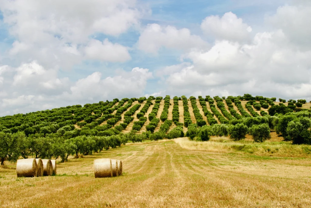 Italian Property Law: Our Journey